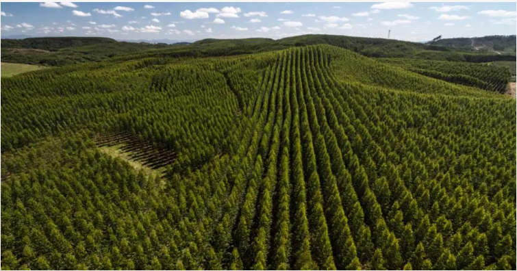 Imagem de árvores replantadas com o objetivo de fazer a compensação de gases do efeito estufa. Um dos pontos que precisam ser atingidos para adquirir o selo de carbono zero
