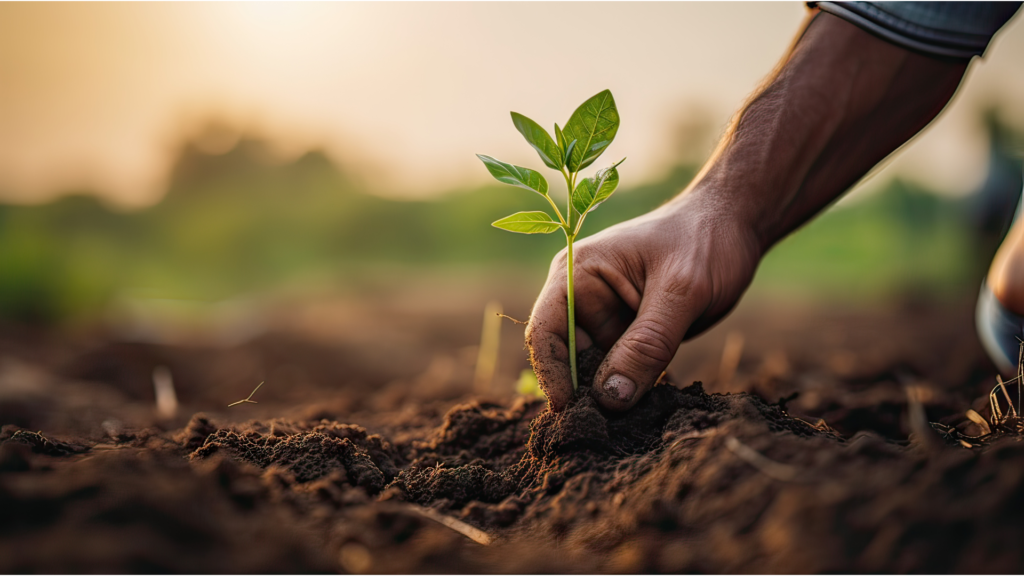 Mão de uma pessoa plantando uma muda de árvore a fim de reduzir o efeito estufa do planeta